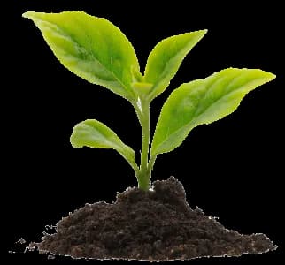 A young plant emerging from soil — the first concept